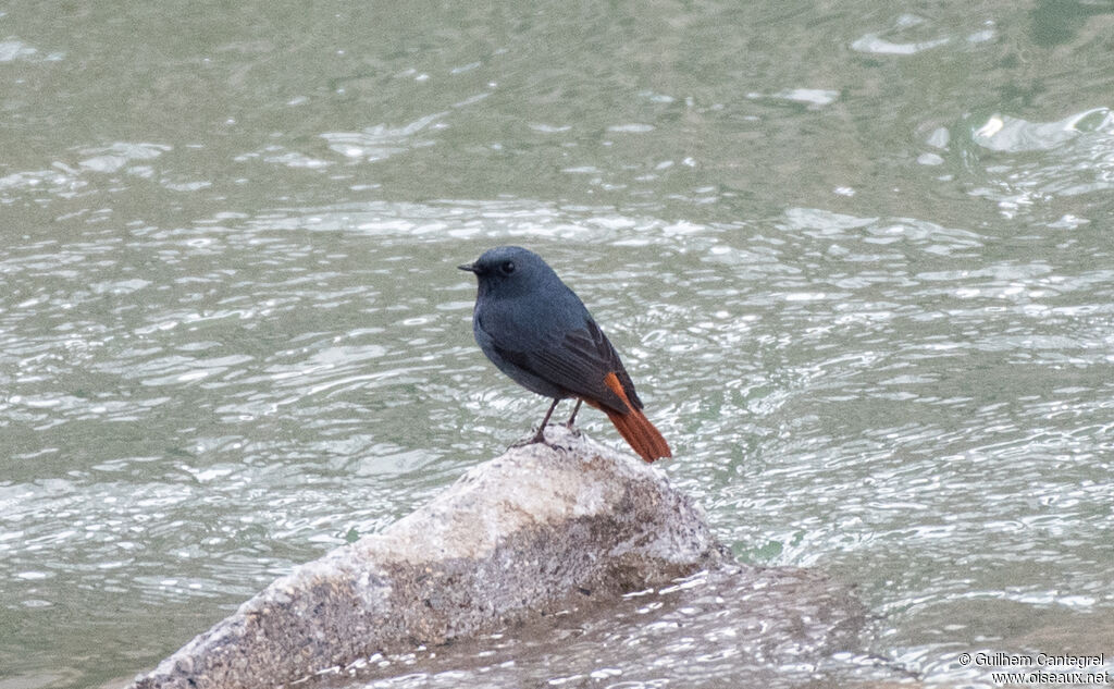 Plumbeous Water Redstart male, identification, aspect, pigmentation, walking