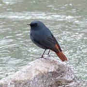 Plumbeous Water Redstart