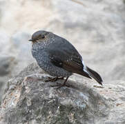 Plumbeous Water Redstart