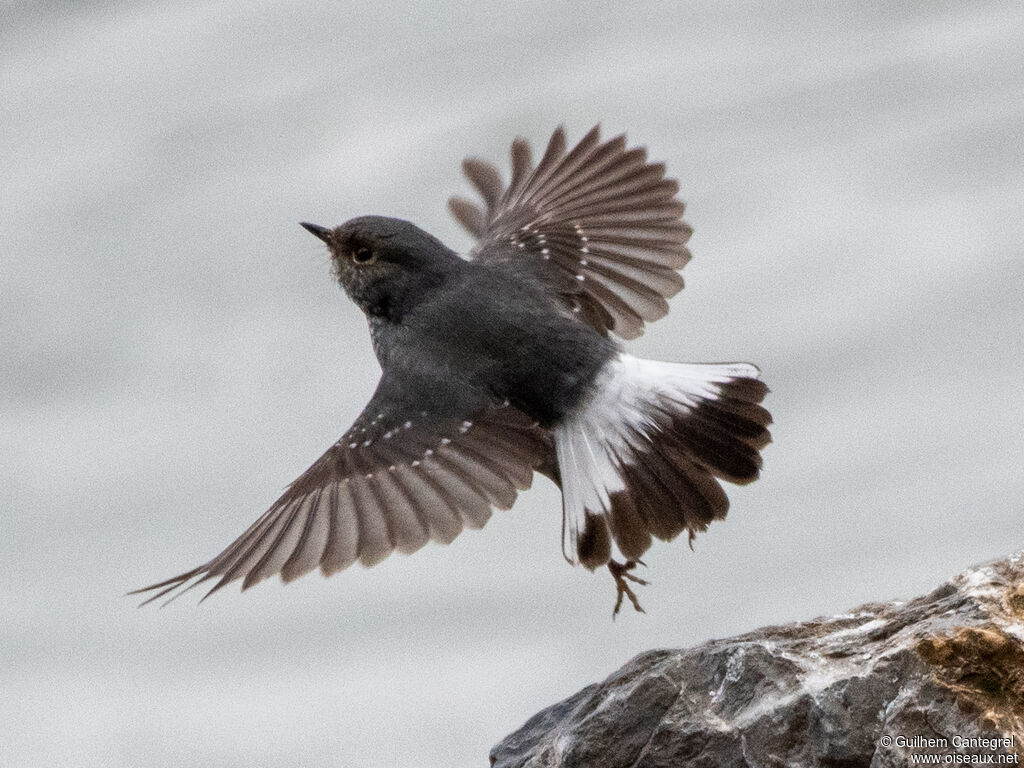 Plumbeous Water Redstart female, aspect, pigmentation, Flight