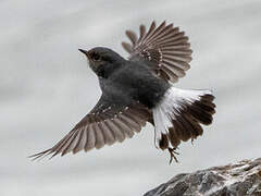 Plumbeous Water Redstart