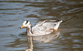 Bar-headed Goose