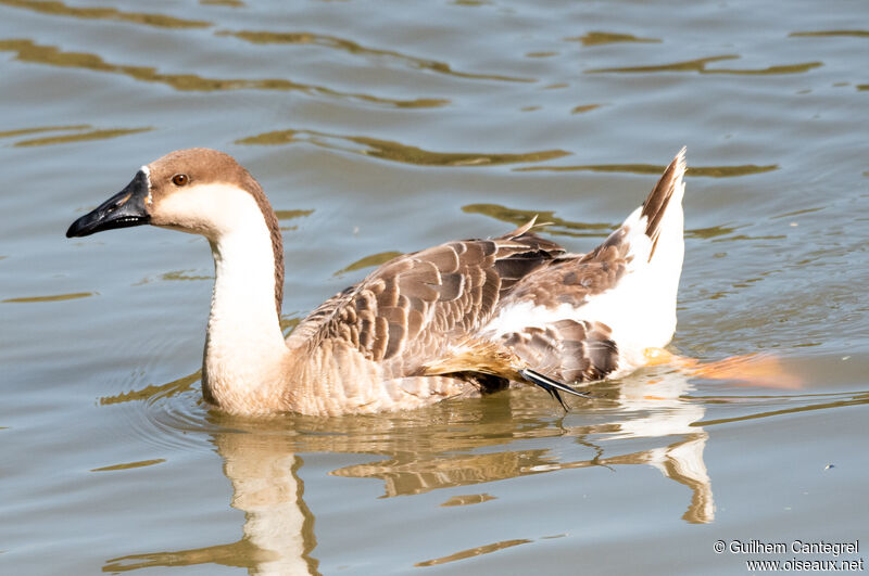 Swan Goose, identification, aspect, pigmentation, swimming