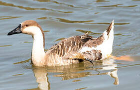 Swan Goose