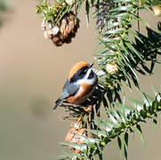 Black-throated Bushtit