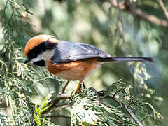 Black-throated Bushtit