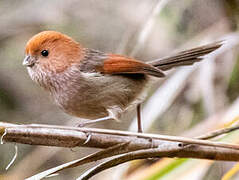 Vinous-throated Parrotbill