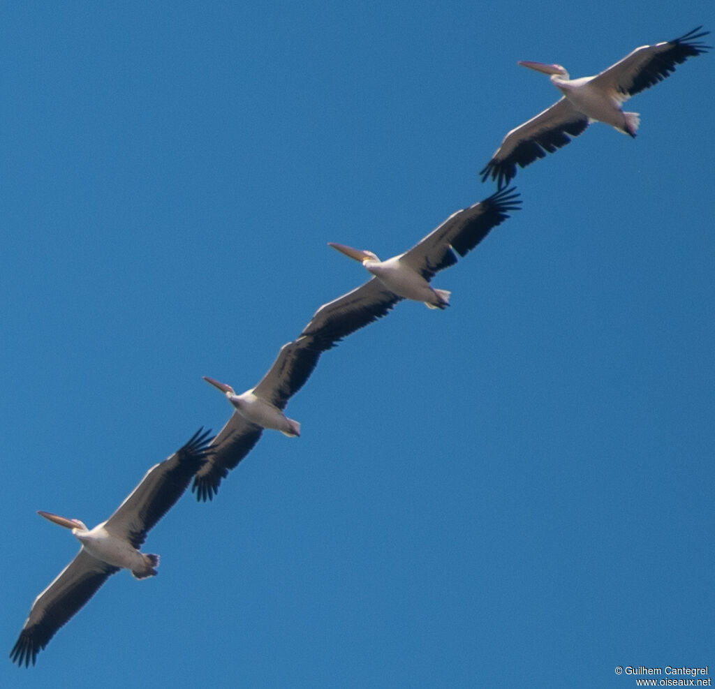 Great White Pelican