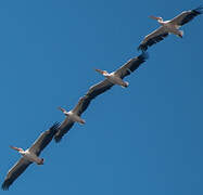 Great White Pelican