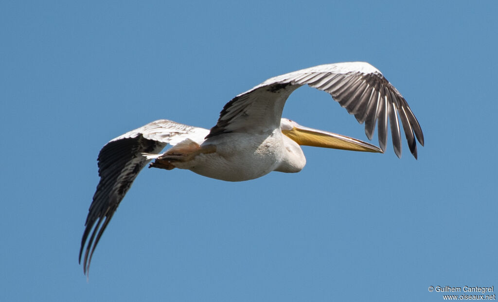 Dalmatian Pelican, aspect, pigmentation, Flight