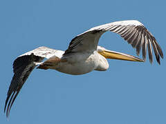 Dalmatian Pelican