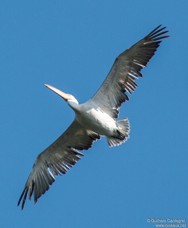 Dalmatian Pelican, pigmentation, Flight