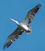 Dalmatian Pelican