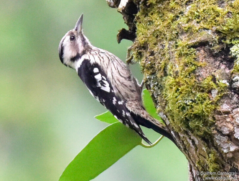 Grey-capped Pygmy Woodpecker female, identification, aspect, walking, eats