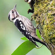 Grey-capped Pygmy Woodpecker