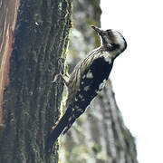 Grey-capped Pygmy Woodpecker