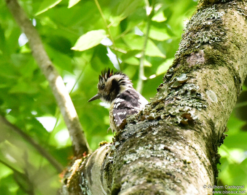 Grey-capped Pygmy Woodpecker male, close-up portrait, pigmentation, walking