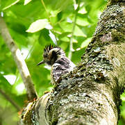 Grey-capped Pygmy Woodpecker