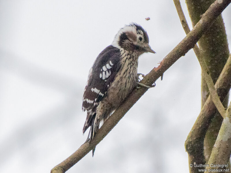 Grey-capped Pygmy Woodpecker female, identification, aspect, pigmentation, walking, fishing/hunting