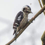 Grey-capped Pygmy Woodpecker