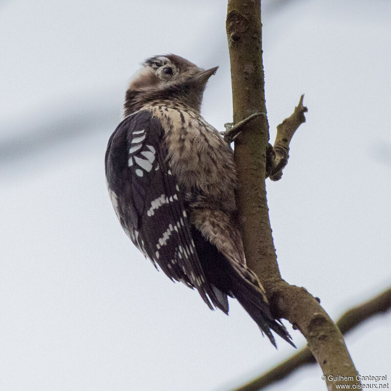 Grey-capped Pygmy Woodpecker female, identification, aspect, pigmentation, walking