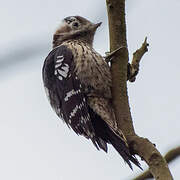 Grey-capped Pygmy Woodpecker