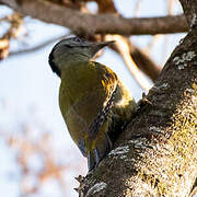 Grey-headed Woodpecker