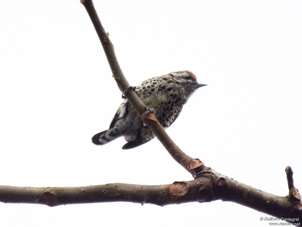 Speckled Piculet, identification, aspect, pigmentation, walking