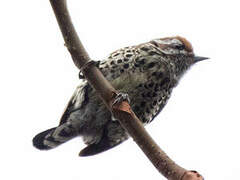 Speckled Piculet