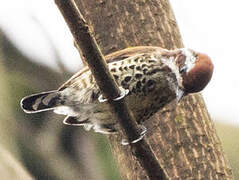 Speckled Piculet