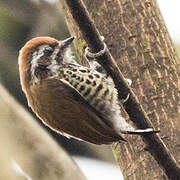 Speckled Piculet