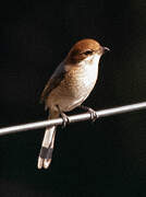 Bull-headed Shrike