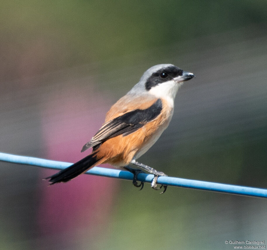 Long-tailed Shrike, identification, aspect, pigmentation, walking