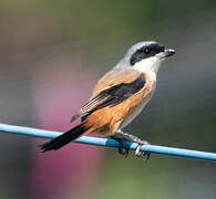 Long-tailed Shrike