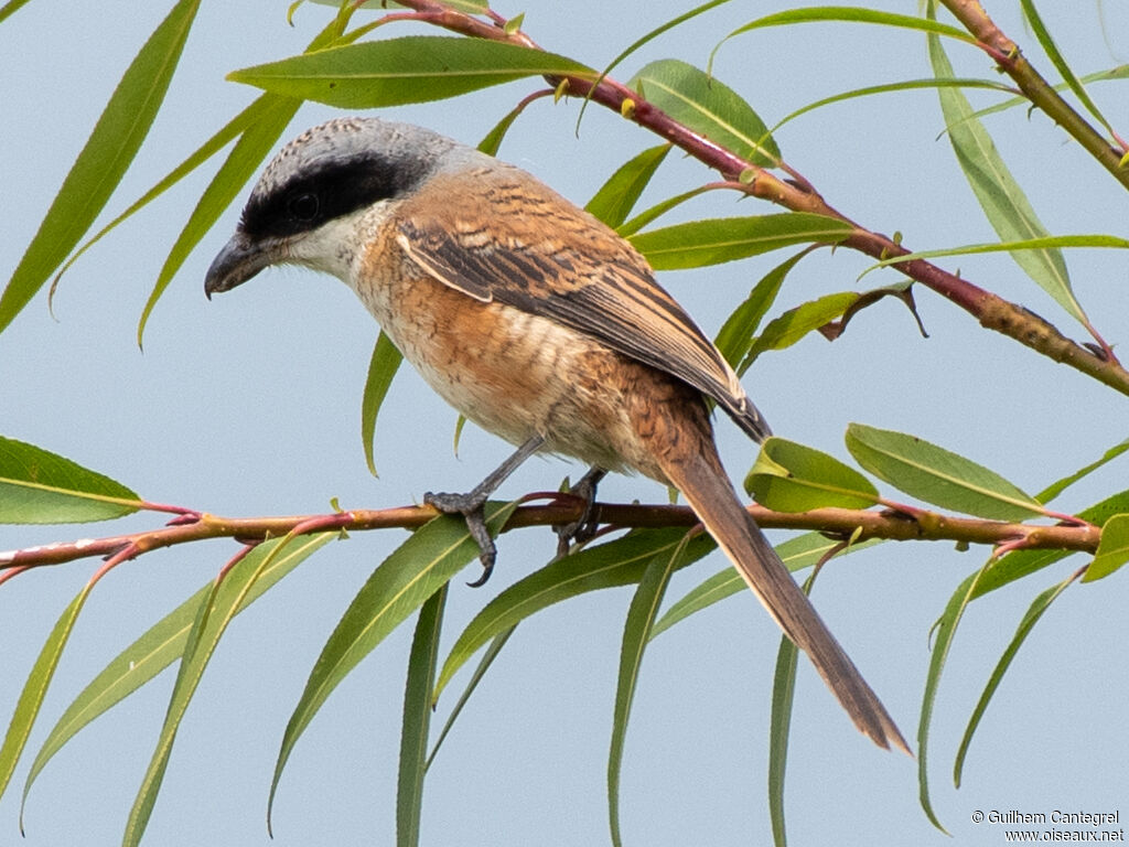 Tiger Shrike, identification, aspect, pigmentation, walking