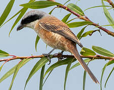 Tiger Shrike