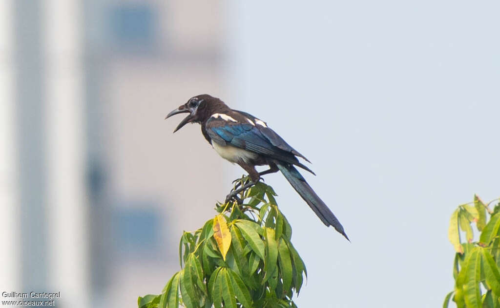 Oriental Magpie