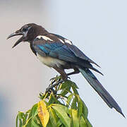 Oriental Magpie