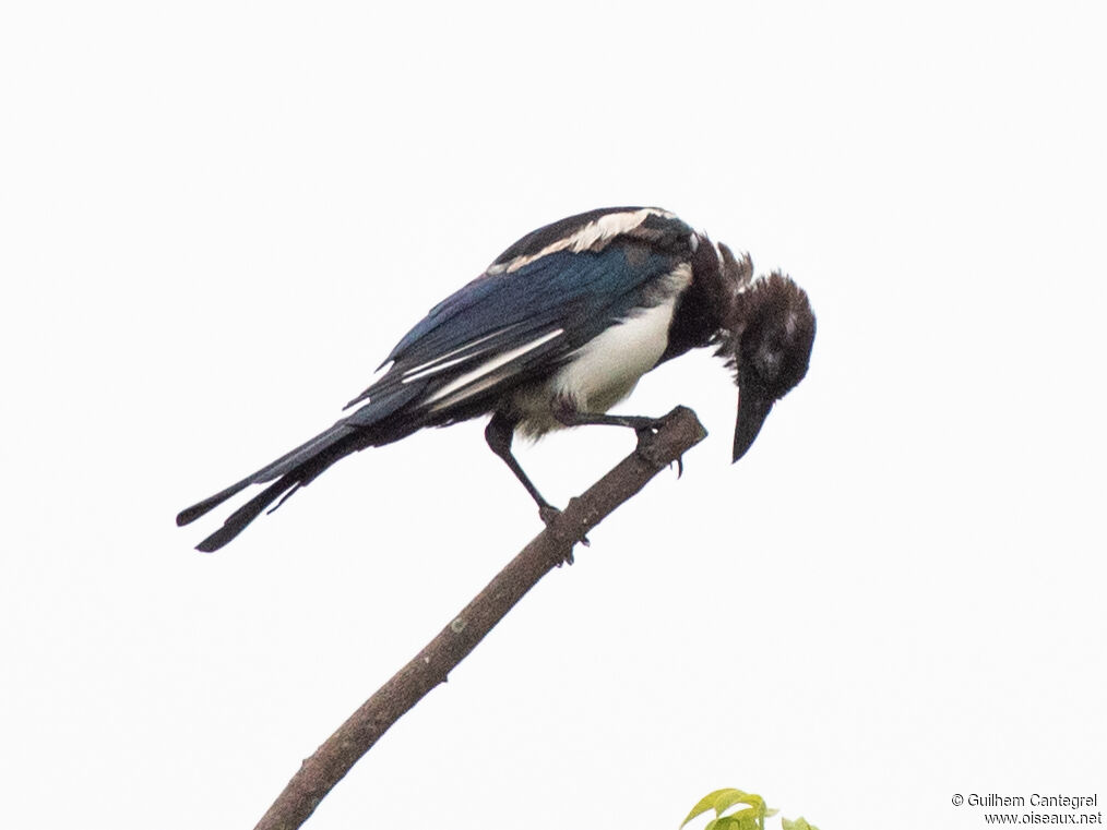 Oriental Magpie, identification, aspect, pigmentation, walking