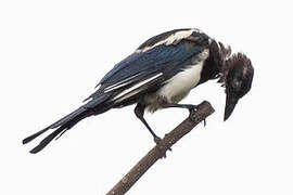 Oriental Magpie