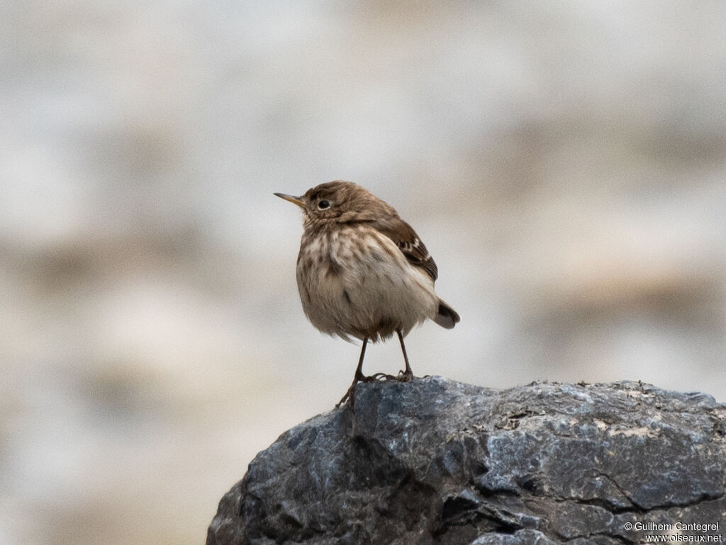 Water Pipit, identification, aspect, pigmentation, walking