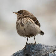 Water Pipit