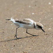 White-faced Plover