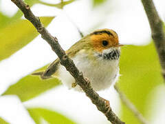 Rufous-faced Warbler