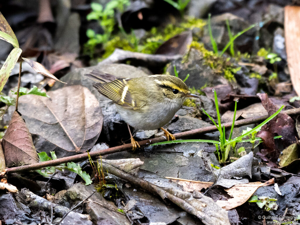 Pallas's Leaf Warbler, identification, aspect, pigmentation, walking