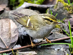 Pallas's Leaf Warbler