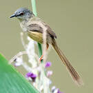Prinia à ventre jaune