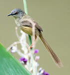 Prinia à ventre jaune