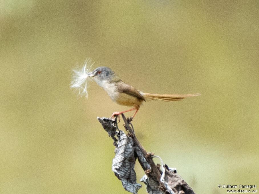 Prinia à ventre jaune, identification, composition, pigmentation, marche