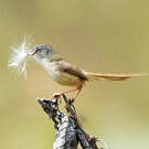 Prinia à ventre jaune